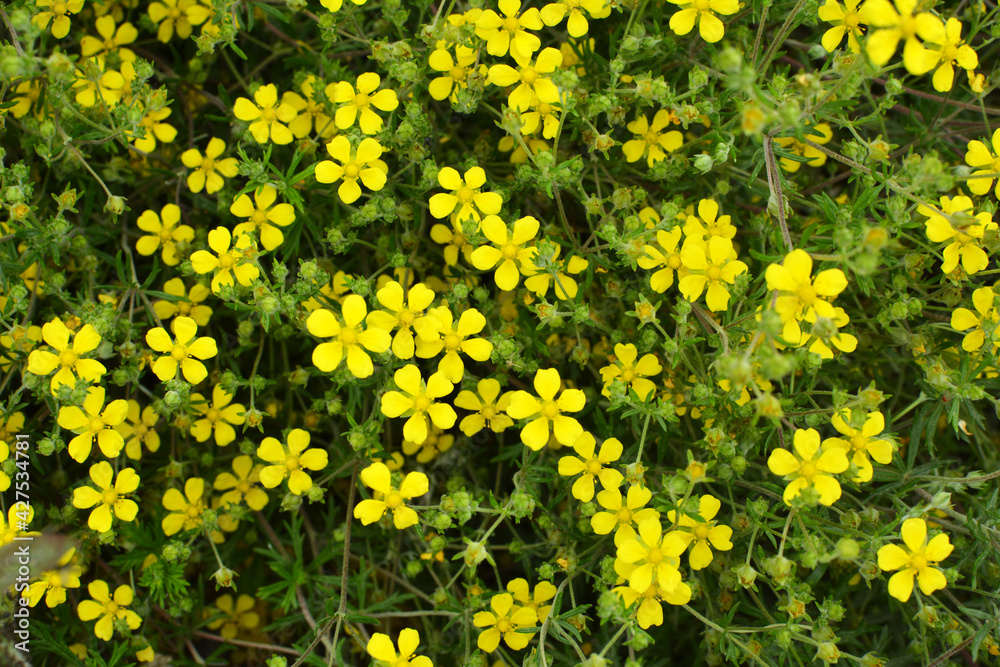 Fototapeta premium In nature grows potentilla