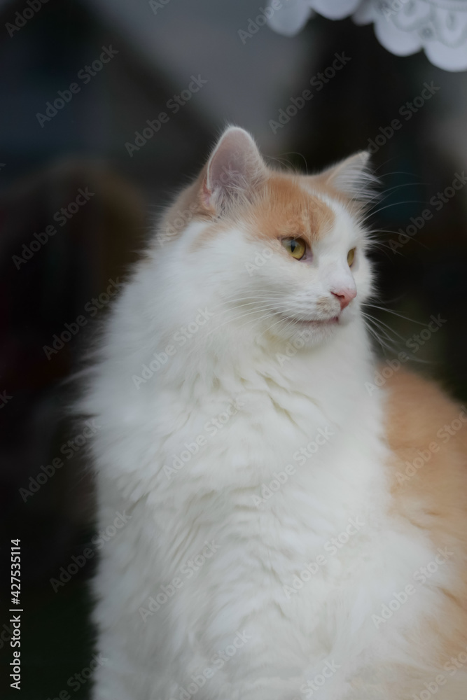 A domestic white-red cat sits on the windowsill of the house and looks carefully out the window. A fluffy cute cat in the evening watches from the window what is happening on the street. 