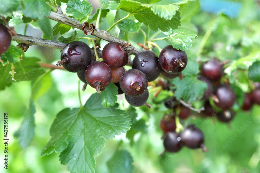 On the branch are ripe berries of Yoshta On the branch are ripe berries of Yoshta