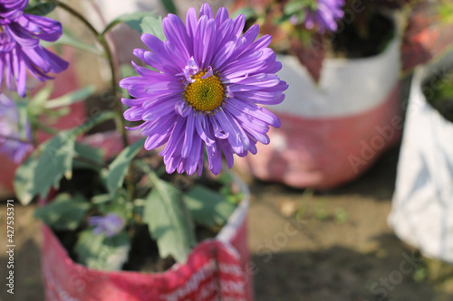 Closeup shot of purple callistephus flowers