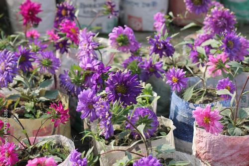 Closeup shot of potted purple Chinese Aster flowers