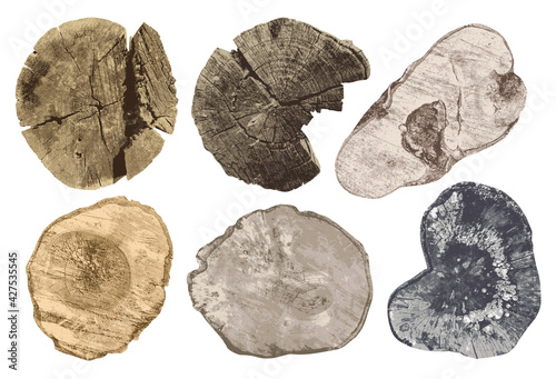 Set of tree cuts isolated on a white background. Realistic vector illustration of wooden stumps in retro style. Cross-sections of old trees of various shapes with different wood textures and colors