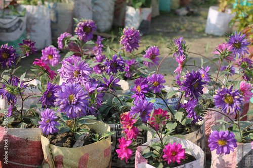 Closeup shot of potted purple Chinese Aster flowers