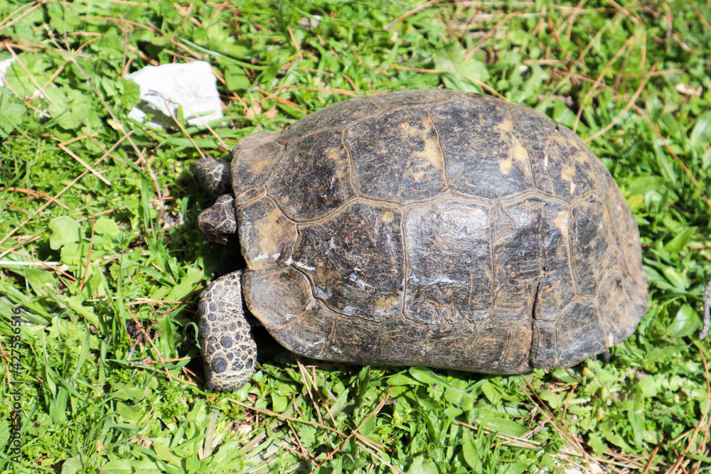 close up of a big turtle on a ground covered by green grass close up of a big turtle on a ground covered by green grass