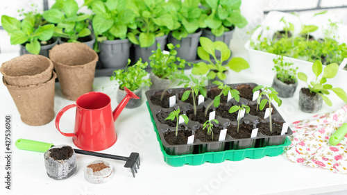 Gardening tools and accessories for plant transplantation and home garden maintenance. Tomato seedlings in plastic cassettes. Growing vegetables and flowers in seedlings for an early harvest.