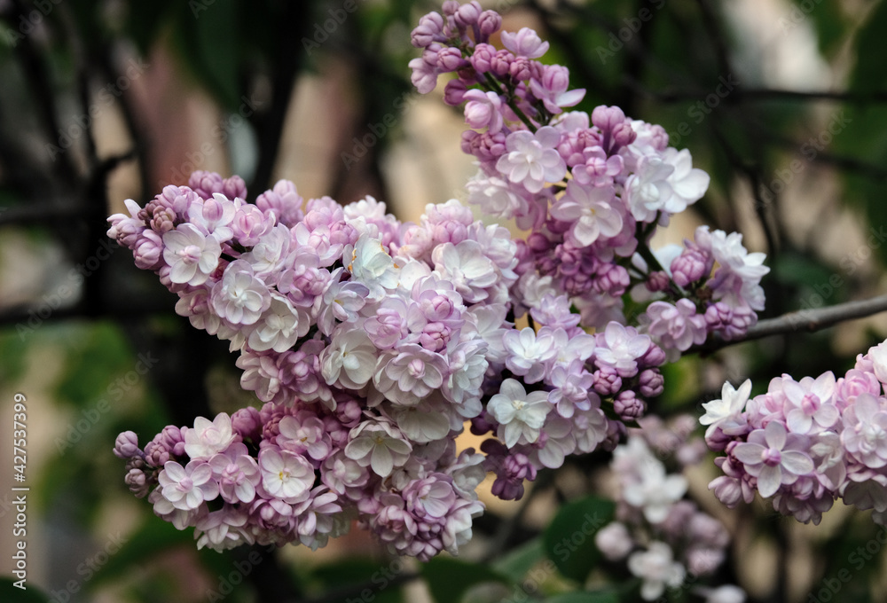 Delicate pink lilac in the garden Delicate pink lilac in the garden
