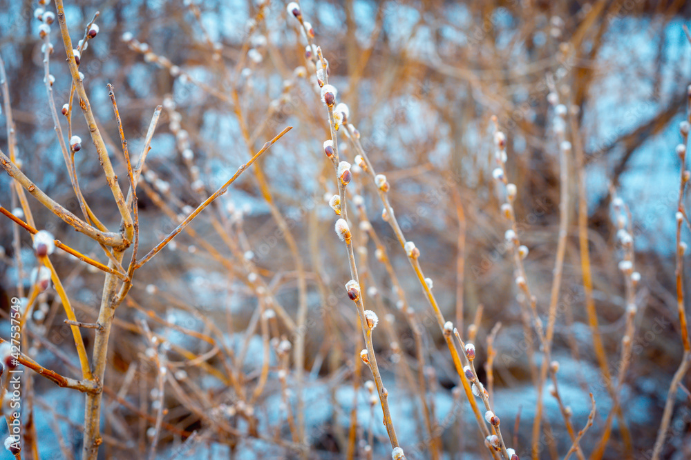 The willow blossomed. Willow bushes.