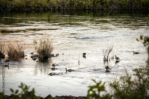 Ducks in the Boise River