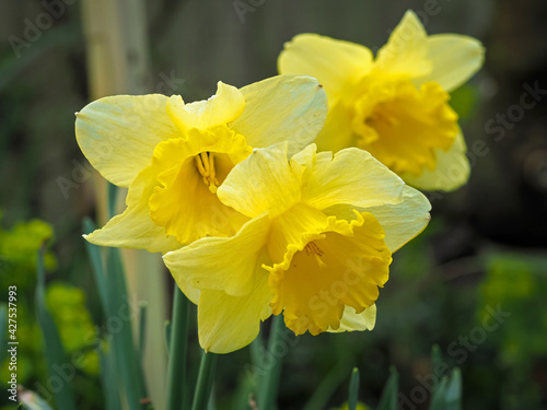 Three beautiful yellow daffodil blooms in a garden