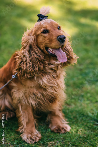 The golden cocker spaniel stands in the grass with his tongue st © Ivan
