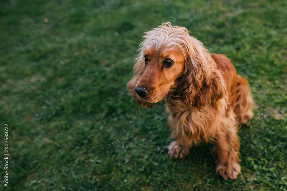 Cute purebred cocker spaniel dog outdoors in the grass on a sunn Cute purebred cocker spaniel dog outdoors in the grass on a sunn