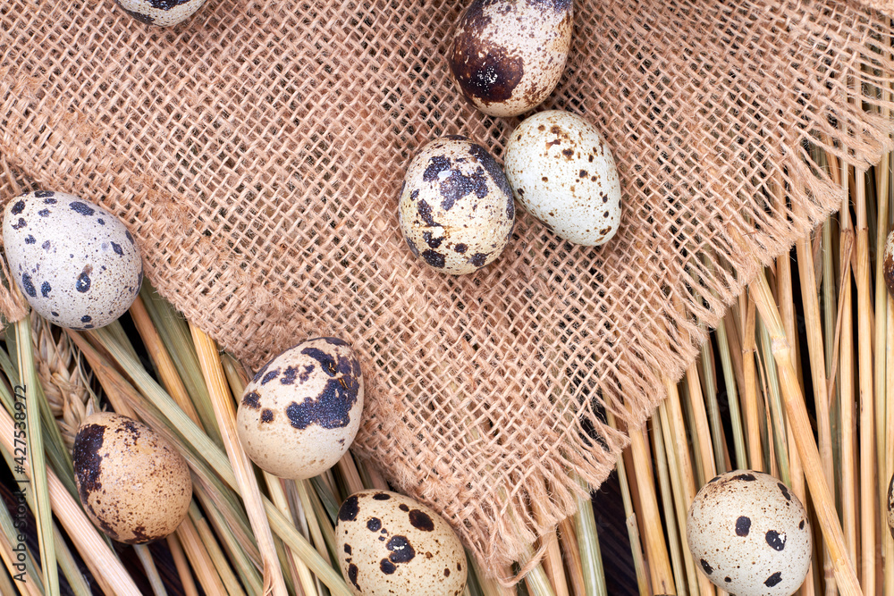 Quail eggs on burlap cloth and grass. Quail eggs on burlap cloth and grass.