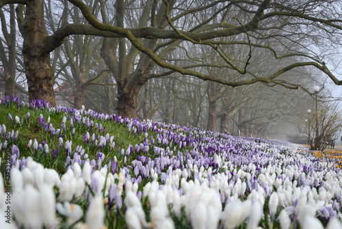 Wallpaper Mural Szczecin, blooming crocuses under plane trees on Jasne Blonia  Torontodigital.ca
