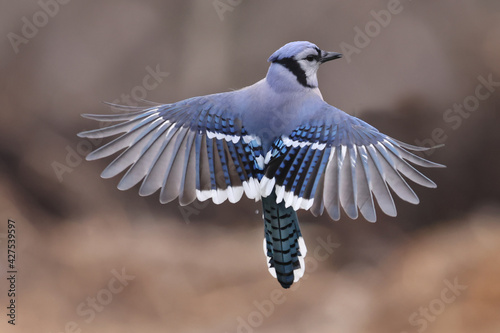 Foto Blue Jays in flight to birdf eeder on bright spring day with forest in backgroun