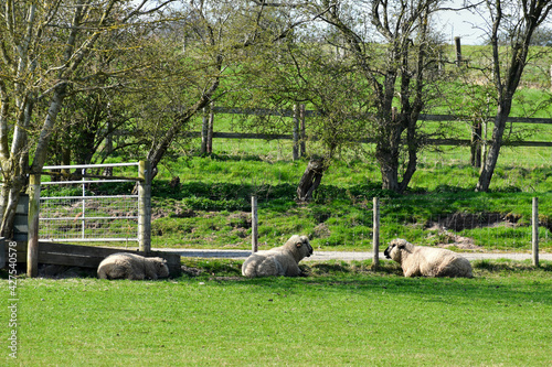Hampshire sheep in Kenilworth, UK