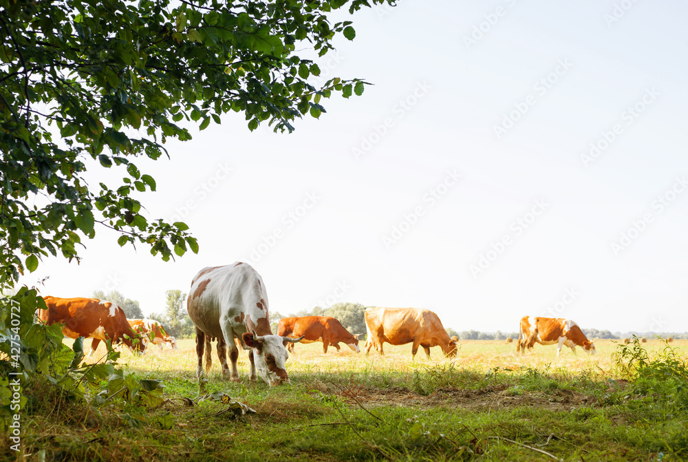 Obraz premium Spotted red cows graze in a meadow on a sunny summer day. Cattle grazing. Agricultural industry