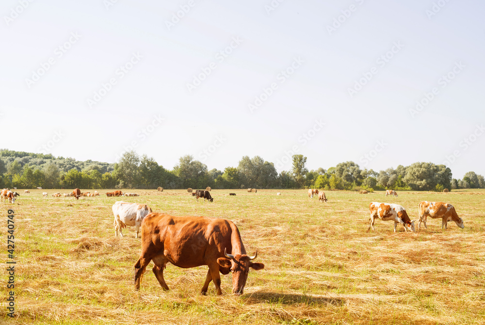 Spotted red cows graze in a meadow on a sunny summer day. Cattle grazing. Agricultural industry