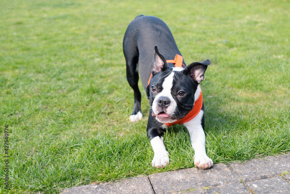 Gorgeous black and white Boston Terrier puppy on grass wearing an orange harness. Gorgeous black and white Boston Terrier puppy on grass wearing an orange harness.
