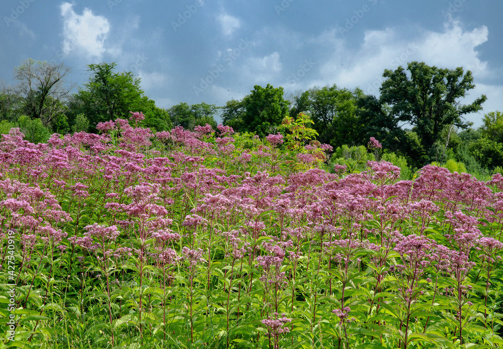 Fototapeta premium 636-09 Joe Pye Weed