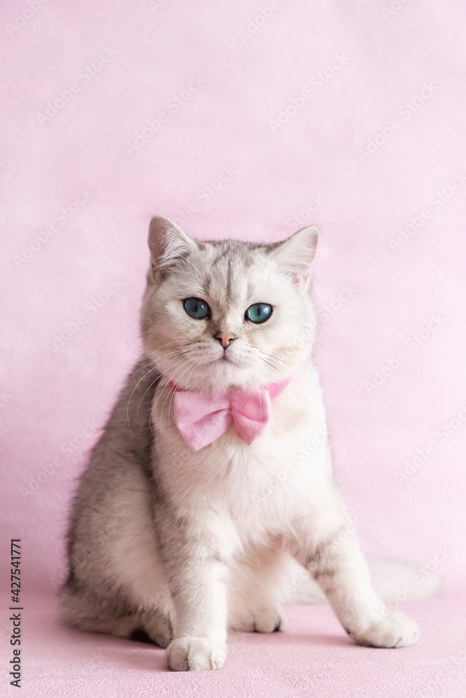 A white british cat with pink bow tie