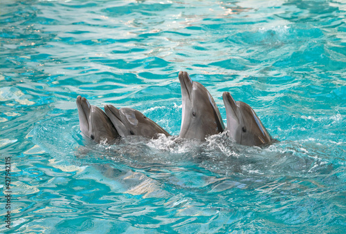 Dolphins. Four bottlenose dolphins in the water