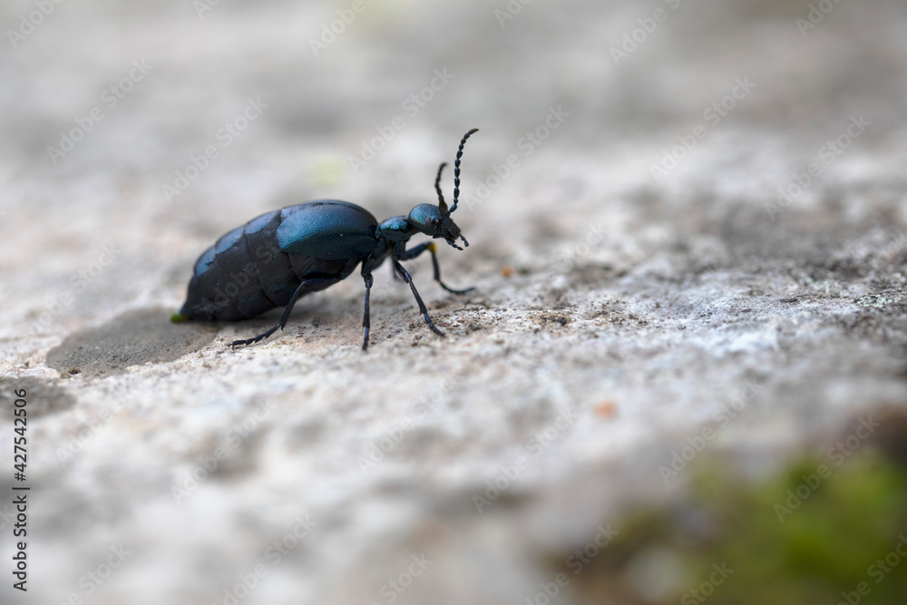 Meloe violaceus femelle rampant au sol Meloe violaceus femelle rampant au sol