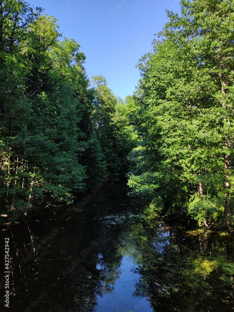 river in the forest