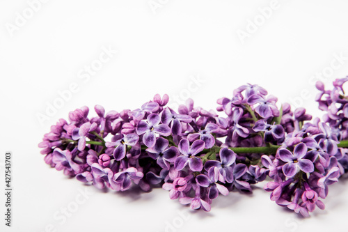 Branch of lilac flowers on the white background. Close-up view