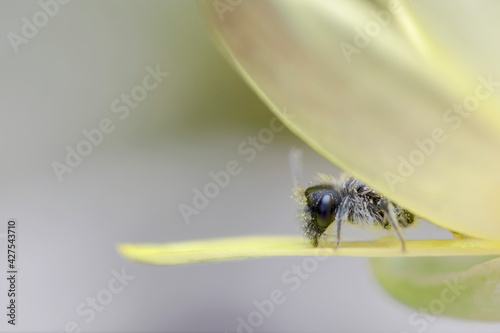 Andrène Andrena sp. cherchant refuge au printemps dans une fleur de ficaire