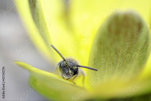 Andrène Andrena sp. cherchant refuge au printemps dans une fleur de ficaire photo