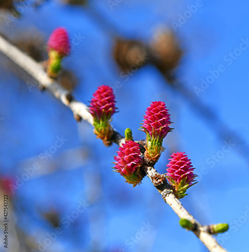 kleine rote Zapfen der Europäischen Lärche photo