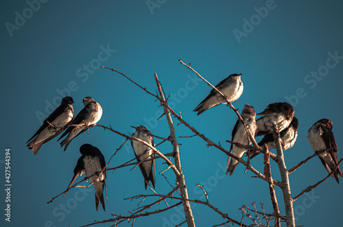 Bandada de aves reposando sobre un árbol