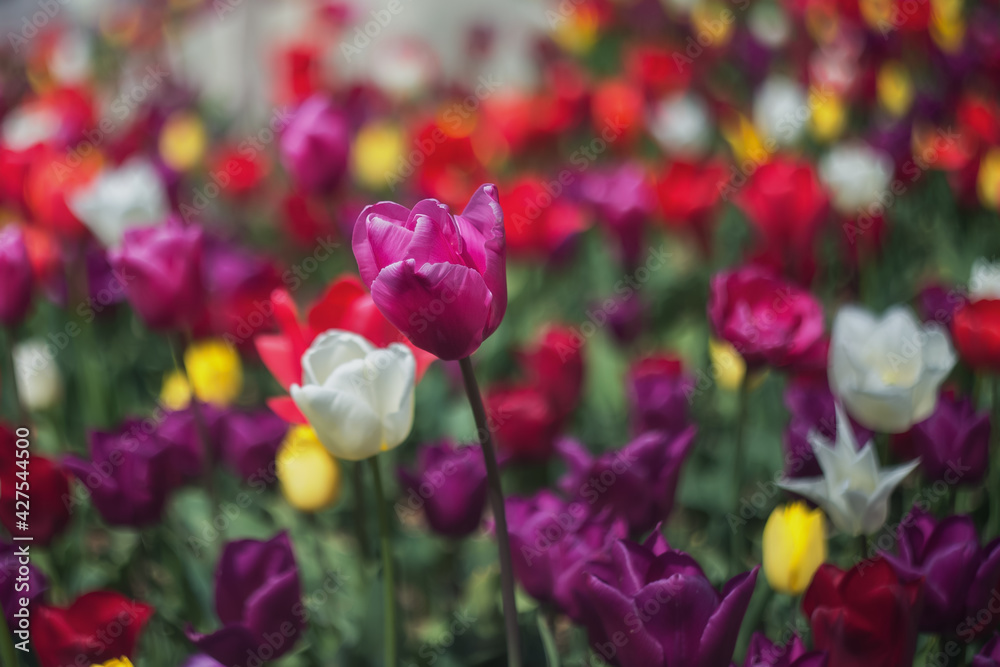 Spring flowers tulips. Purple, white, yellow and red tulips on a blurred color background with a copy of the space. Beautiful postcard, macro. Spring flowers tulips. Purple, white, yellow and red tulips on a blurred color background with a copy of the space. Beautiful postcard, macro.