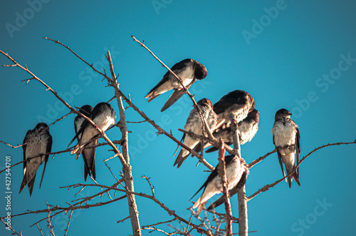 Bandada de aves reposando sobre un árbol