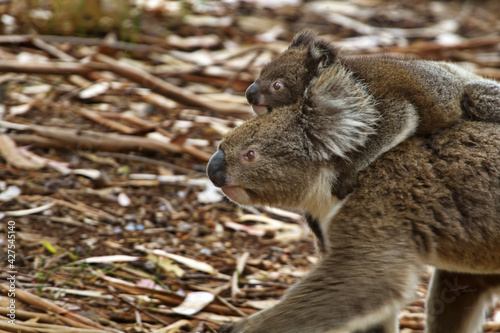 Koala baby rides on striding mother on Kangaroo Island in Australia