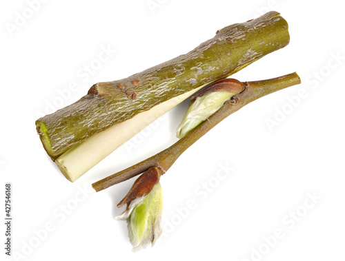 White Willow Bark (Salix Alba) Collected Early Spring. Medicinal Raw Material. Isolated on White.
