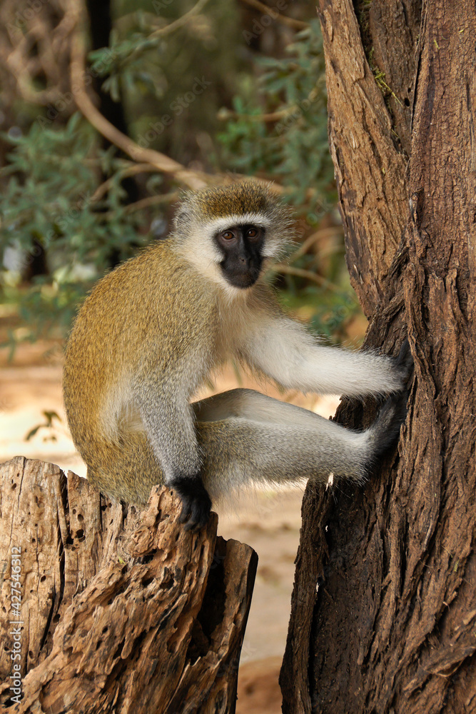 Obraz premium Black-faced vervet monkey sitting on tree stump, Samburu Game Reserve, Kenya