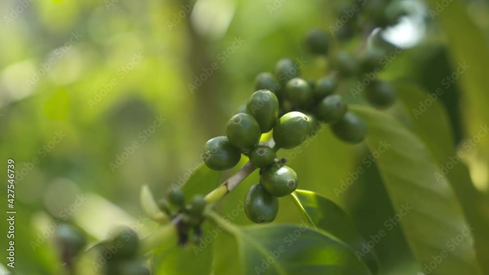 Kona Coffee Plant with Green Cherries on Coffee Farm Kona Coffee Plant with Green Cherries on Coffee Farm