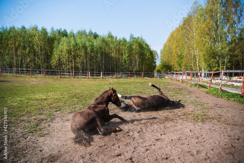 Two horses take mud baths in a paddock on a farm while walking