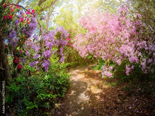 Bright rhododendrons bloom in the public Playfair park in Victoria BC  walkway between the blossoms in bright sunshine