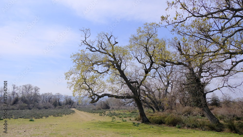Nature in floodplain in Karacabey Turkey. Trees extends to sky and many types of plants suches bushes and marshy places and forest. Nature in floodplain in Karacabey Turkey. Trees extends to sky and many types of plants suches bushes and marshy places and forest.