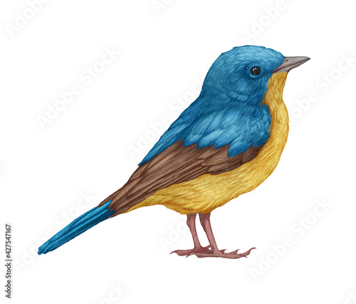Hand-drawn illustration of Blue Flycatcher. Small Bird.