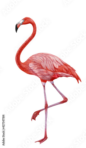 Hand-drawn illustration of Flamingo. Pink Bird.