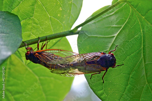 Mating Cicadas photo