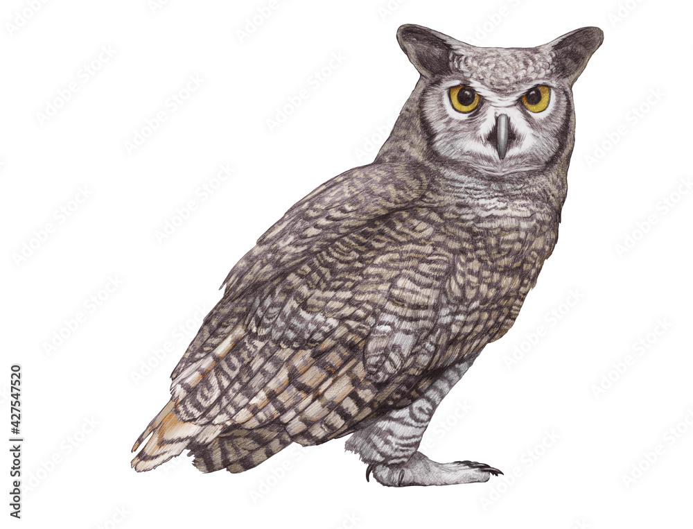 Obraz premium Hand-drawn illustration of Owl. Wild Bird. 