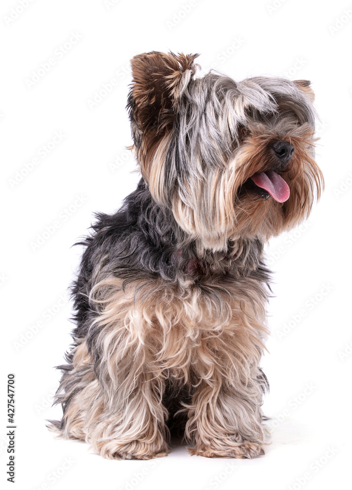 Young Yorkshire terrier isolated