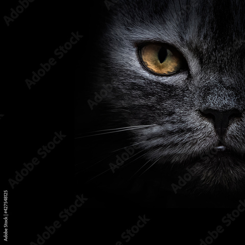 Fototapeta Naklejka Na Ścianę i Meble -  dark muzzle grey cat close-up. front view
