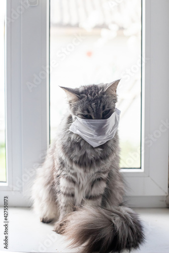 cat in medical mask on window. Self-isolation with animals. Human-to-cat coronavirus transmission. Sick animal in Protective antiviral mask. COVID-19, Coronavirus, hantavirus concept.