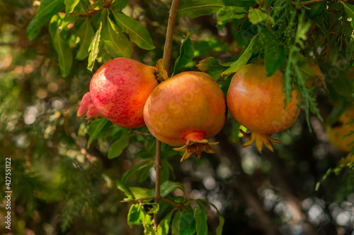 RedRed ripe pomegranate fruits grow in the garden. Punica granatum fruits close-up ripen on a branch. Bright sunlight. Blurred background of leaves. Vitamins, proper nutrition. The concept of harvesti photo