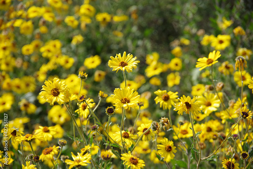 Yellow golden marguerite daisies in a natural outdoor environment